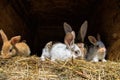 Many young sweet bunnies in a shed. A group of small colorful rabbits family feed on barn yard. Easter symbol Royalty Free Stock Photo