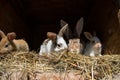 Many young sweet bunnies in a shed. A group of small colorful rabbits family feed on barn yard. Easter symbol Royalty Free Stock Photo