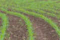 Many young sweet corn plants in rows