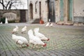 Many young white hens with red tufts graze and eat grass in yard of house