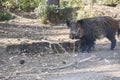 Many young wild boar around her mother in Cazorla, Jaen, Spain Royalty Free Stock Photo