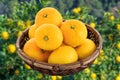 Many Yuzu fruits in the colander