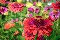 Many zinnia flowers Zinnia elegans in sunny garden Royalty Free Stock Photo