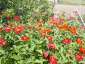 Many zinnias in color explosion