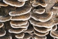 Many-Zoned Fungus Royalty Free Stock Photo