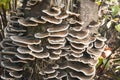 Many-Zoned Fungus Royalty Free Stock Photo