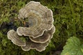 Turkey Tail or Many Zoned Polypore Royalty Free Stock Photo