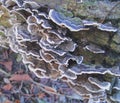 Many-zoned Polypore Coriolus versicular on Dead Tree Royalty Free Stock Photo