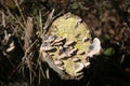 Many-zoned polypore fungi on old tree stump Royalty Free Stock Photo