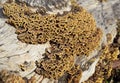 Many Zoned Polypore Fungus Royalty Free Stock Photo
