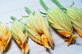 Many zucchini flowers on wooden background