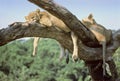 Manyara lions Royalty Free Stock Photo