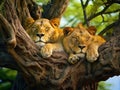 Ai Generated illustration Wildlife Concept of Manyara lions Royalty Free Stock Photo