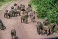 Manyara National Park, Tanzania - Baboon Family on road