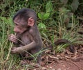 Manyara National Park, Tanzania - Baby Baboon