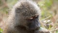 Baboon, Manyara park, Tanzania