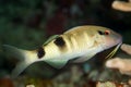 manybar goatfish fish Royalty Free Stock Photo