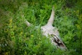 Old skull in Kalmyk steppe grass