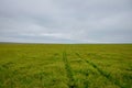 Steppe grass road with a car traces Royalty Free Stock Photo