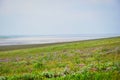 Blooming steppe landscape near Lake Manych-Gudilo