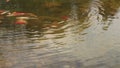 Manycoloured fishlet on a small small lake