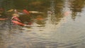 Manycoloured fishlet on a small small lake