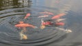 Manycoloured fishlet on a small small lake