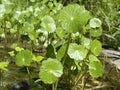 Manyflower marshpennywort / Hydrocotyle umbellata / Dollarweed, AcariÃÂ§oba, Wassernabel doldiger, Ombligo de Venus, Quitasolillo