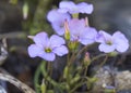 Manyleaf Sorrel Oxalis polyphylla plant flowering