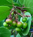 Manzanita Berries