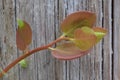 Red Green Manzanita Leaf on Wood Royalty Free Stock Photo