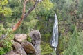 A Manzanita tree grows above Barr Creek Falls near Prospect, Oregon, USA