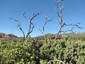 Manzanita Trees