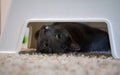 Hiding under the bench