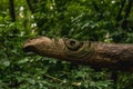 Maori wooden sculpture in the forest