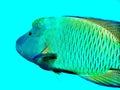 Maori Wrasse fish Great Barrier Reef Queensland Australia Royalty Free Stock Photo