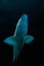 Maori wrasse swimming to the surface