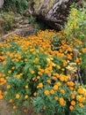 Marigold flowers on Maountain of Farping Nepal Royalty Free Stock Photo