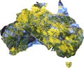 Map of Australia with wattle tree in flower Royalty Free Stock Photo