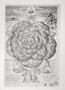 Map of Bohemia from 1668 in the form of a rose, Bohemia Rosa drawn by Kristian Vetter