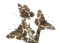Map butterflies landed on branches, Araschnia levana, isolated Royalty Free Stock Photo