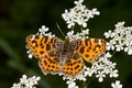 Map butterfly (Araschnia levana) Royalty Free Stock Photo