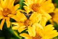 Map butterfly, Araschnia levana, beautifully colored butterfly collects nectar Royalty Free Stock Photo