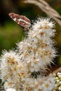 Map butterfly, Araschnia levana, beautifully colored butterfly collects nectar, close up Royalty Free Stock Photo