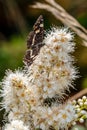 Map butterfly, Araschnia levana, beautifully colored butterfly collects nectar, close up Royalty Free Stock Photo