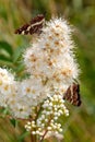 Map butterfly, Araschnia levana, beautifully colored butterfly collects nectar, close up Royalty Free Stock Photo