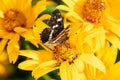 Map butterfly, Araschnia levana, beautifully colored butterfly collects nectar, side view Royalty Free Stock Photo