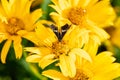 Map butterfly, Araschnia levana, beautifully colored butterfly collects nectar, view from above Royalty Free Stock Photo