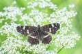 The map butterfly, araschnia levana, close-up portrait top view