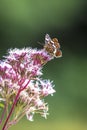 The map butterfly, araschnia levana, close-up portrait